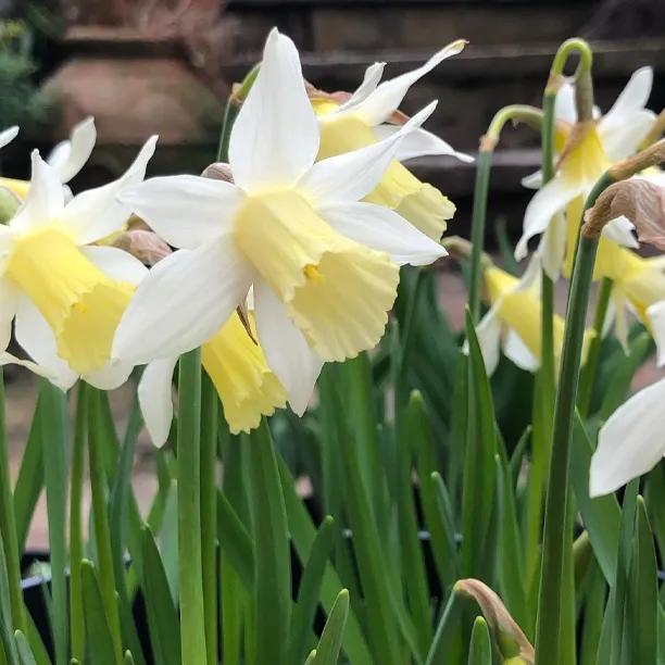 Elka Daffodil Flowers