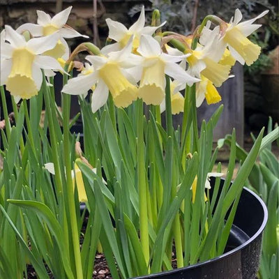 Elka Daffodil Flowers