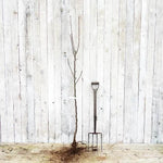 Bareroot Ellisons Orange Half Standard Apple Tree