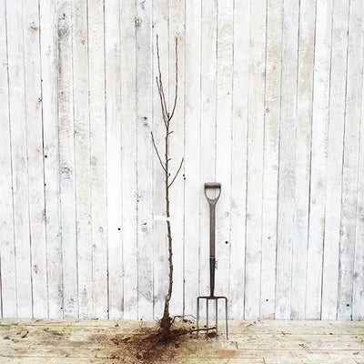 Bareroot Ellisons Orange Half Standard Apple Tree
