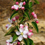 Ellisons Orange Apple blossom on the tree