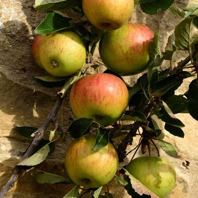 Ellisons Orange Apples on the tree