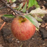 Ellisons Orange Apples on the tree