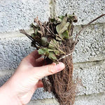 Bareroot Elegance Strawberry Plants