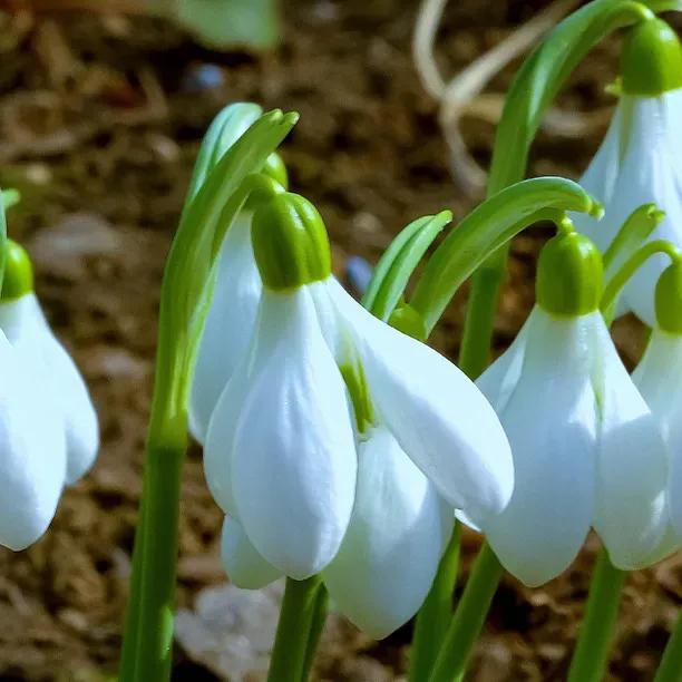 Elwes's Greater Snowdrop Flowers