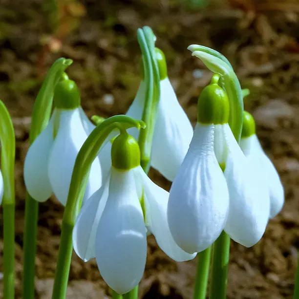 Elwes's Greater Snowdrop Flowers