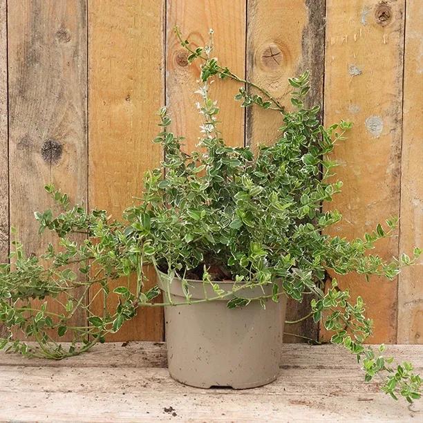 Emerald Gaiety Spindle Plant in 2 Litre Pot