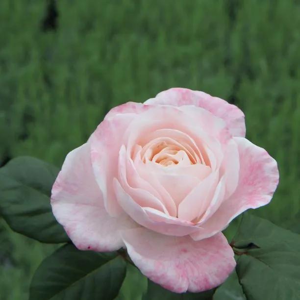 English Miss Floribunda Rose Flowers