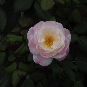 Floribunda Roses | Spray Rose Varieties