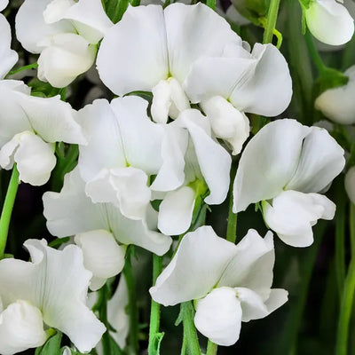 Ensign Sweet Pea Flowers