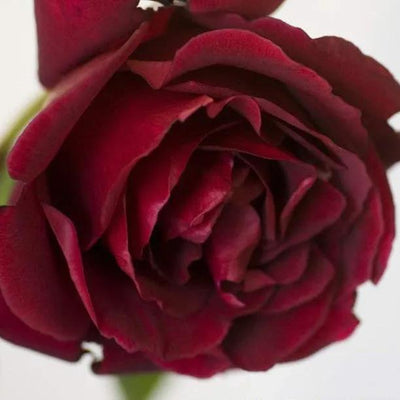 Etoile de Hollande Climbing Rose Flowers