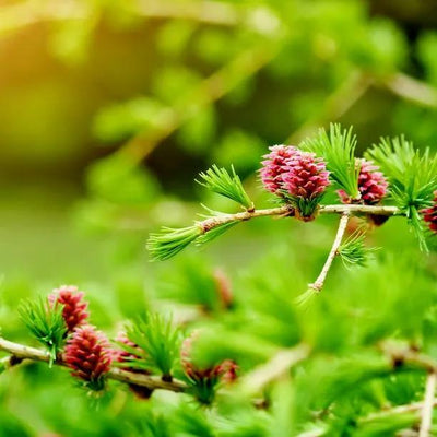 European Larch Cones