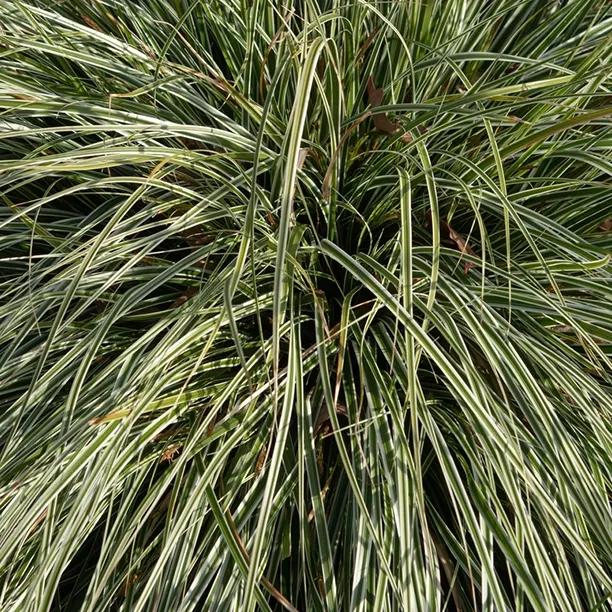 Everest Sedge perennial grass showing dense clumps of long arching green and cream striped foliage