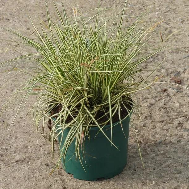 Evergold Sedge Grass Plant 2 Litre Pot