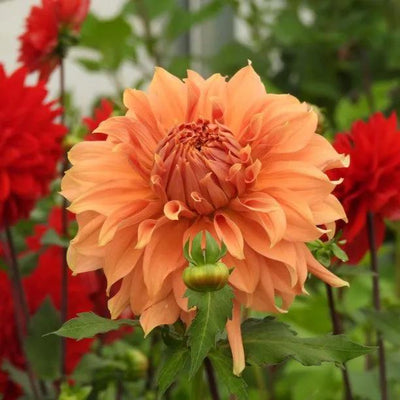 Fairway Spur Dalia Flowers