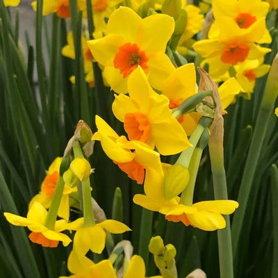 Falconet Daffodil Flowers