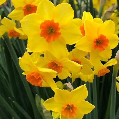 Falconet Daffodil Flowers