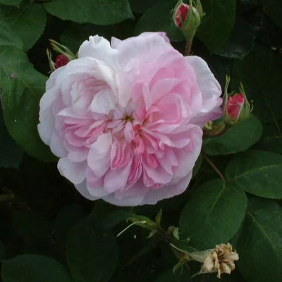 Fantin-Latour Shrub Rose Flowers