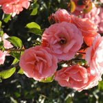 Fascination Floribunda Rose Flowers