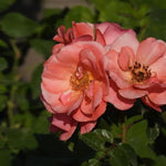 Fascination Floribunda Rose Flowers