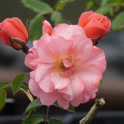 Fascination Floribunda Rose Flowers