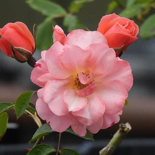 Fascination Floribunda Rose Flowers