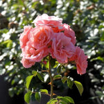 Fascination Floribunda Rose Flowers
