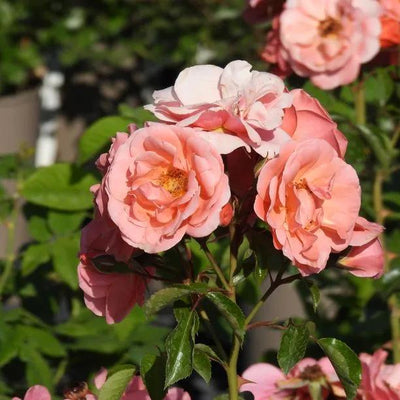 Fascination Floribunda Rose Flowers