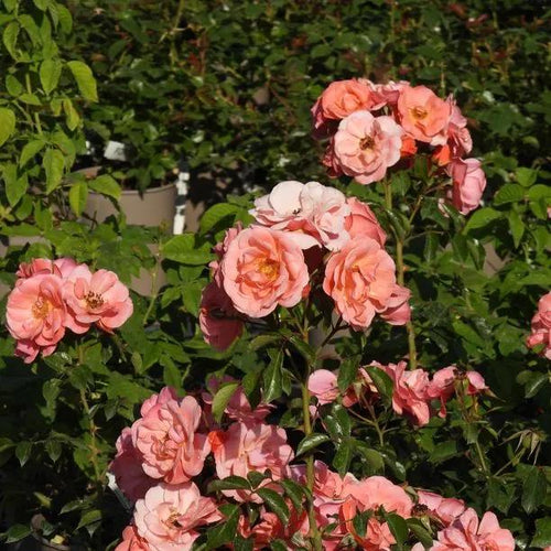 Fascination Floribunda Rose Flowers
