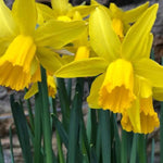 February Gold Daffodil Flowers