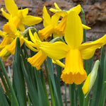 Close up of February Gold Daffodil Flowers