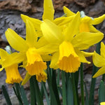 February Gold Narcissus cyclamineus Flowers