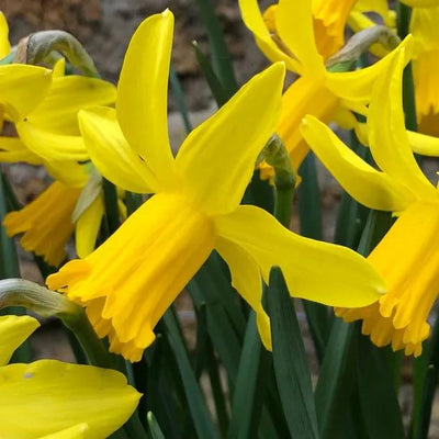 February Gold Yellow Daffodil Flowers