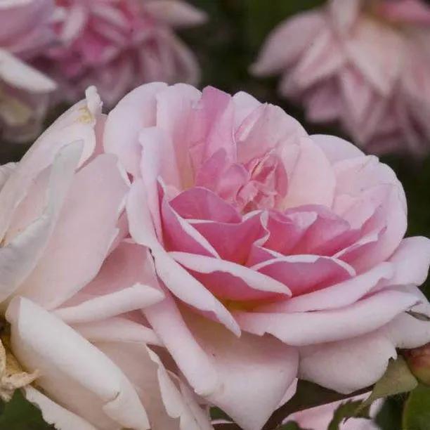 Felicia Shrub Rose Flowers