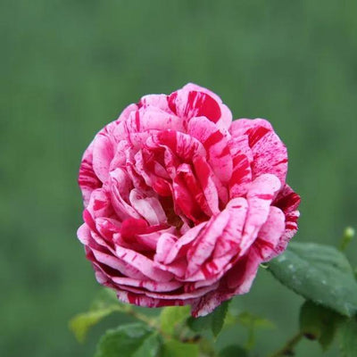 Ferdinand Pichard Rose Flowers