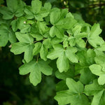 Field Maple Leaves
