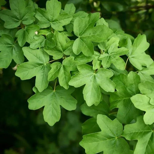 Field Maple Leaves