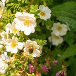 Field Rose Flowers