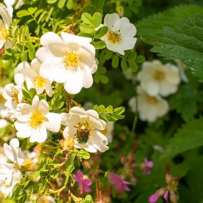 Field Rose Flowers