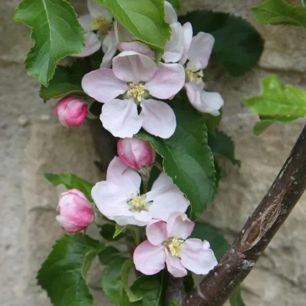 Fiesta' Apple tree flowers