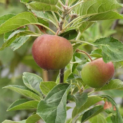 Young Fiesta Apples on the tree