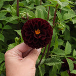A hand holding a dark burgundy Dahlia flower with a bright orange center, surrounded by green foliage and other flower buds in a garden setting.