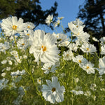 White cosmos flowers with yellow centers in a field under a blue sky.