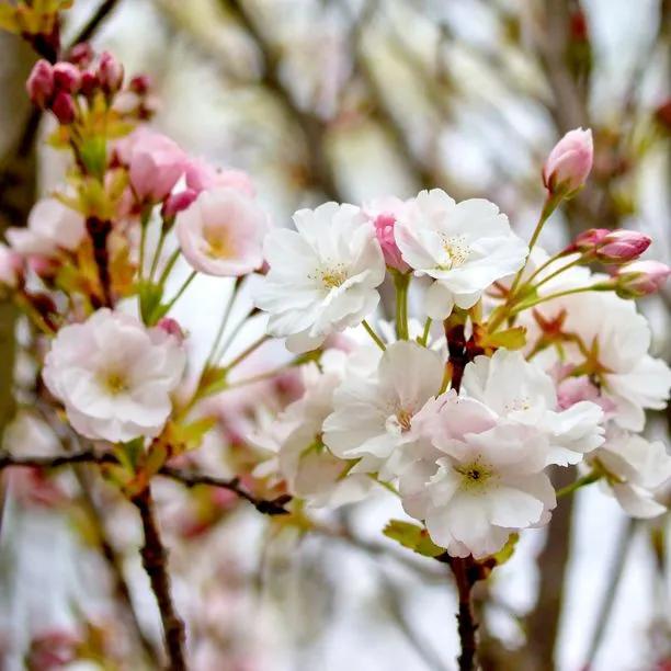 Flagpole Cherry Tree Flowers