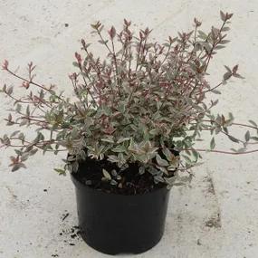 Flambeau Chilean Guava shrub in black pot showing reddish bronze foliage and compact bushy growth habit