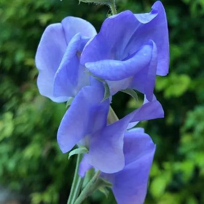 Flora Norton Sweet Pea Flowers