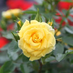 Flower Power Patio Rose Flowers