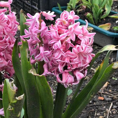 Pink Hyacinth Flower - Fondant