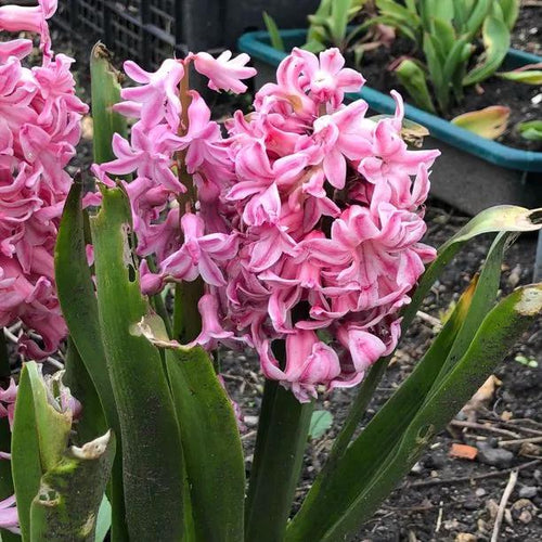Pink Hyacinth Flower - Fondant