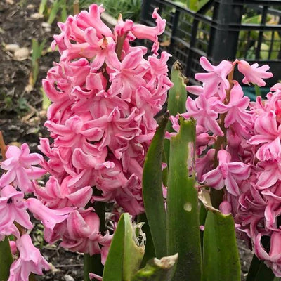 Fondant Hyacinth Flowering in Spring